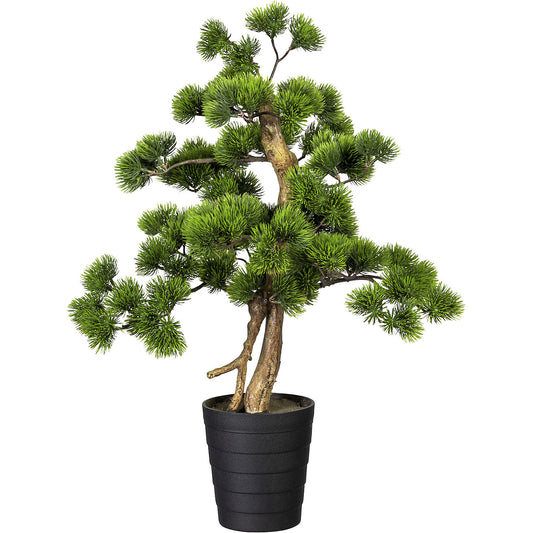 Bonsai pine, in a plastic pot, 135 x 150 mm, height 600 mm.