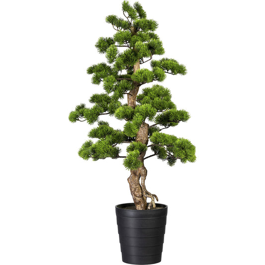 Bonsai pine, in a plastic pot, 210 x 230 mm, height 1100 mm.