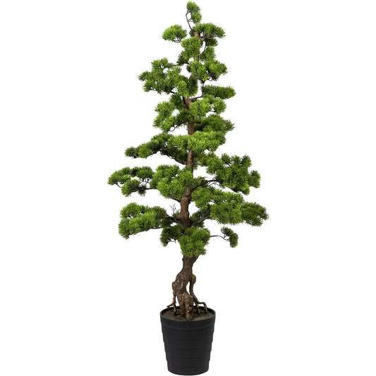 Bonsai pine, in a plastic pot, 210 x 230 mm, height 1400 mm.