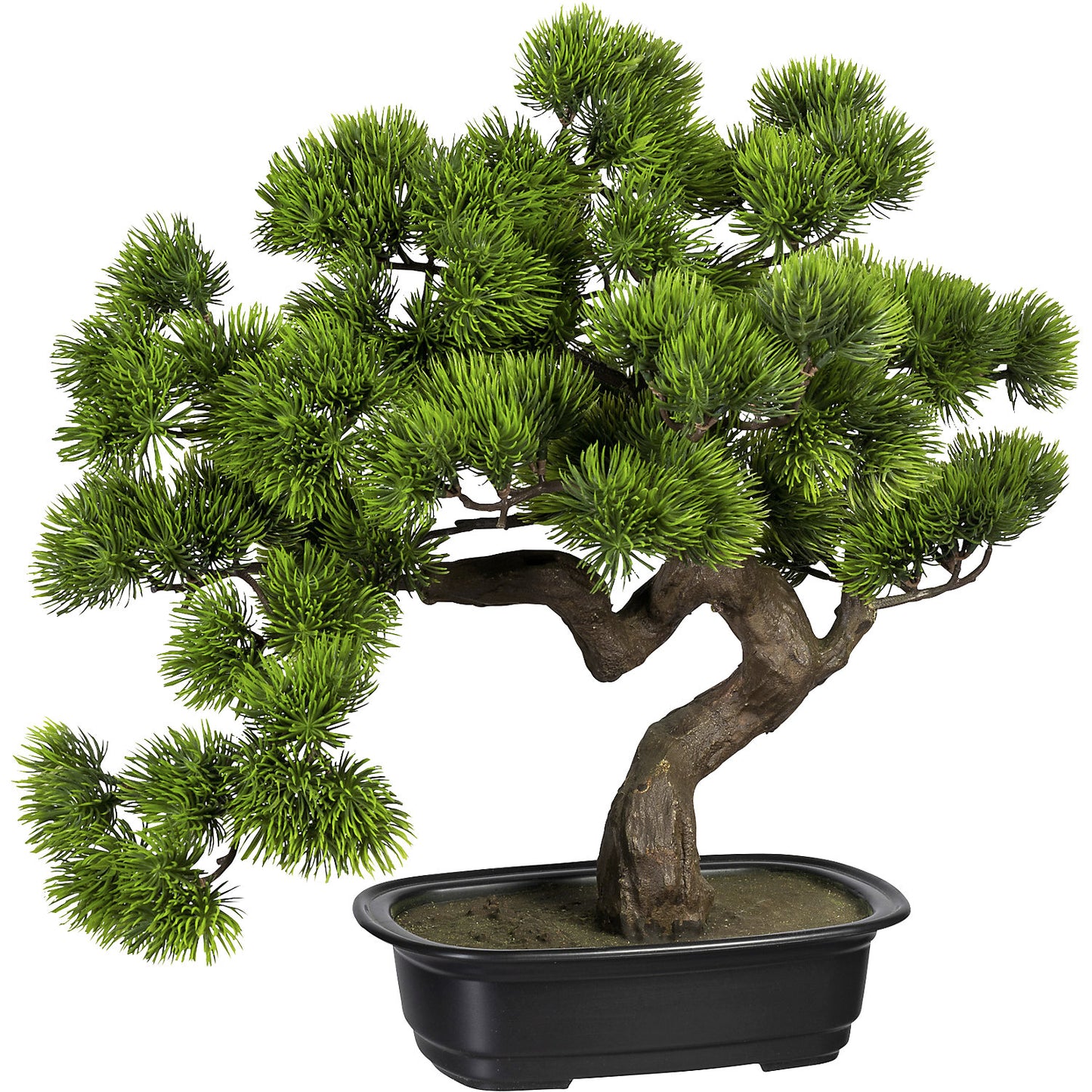 Bonsai pine, in a plastic bowl, height 400 mm, bowl 220 x 150 x 60 mm.