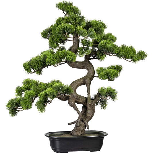 Bonsai pine, in a plastic bowl, height 650 mm, bowl 270 x 190 x 40 mm.