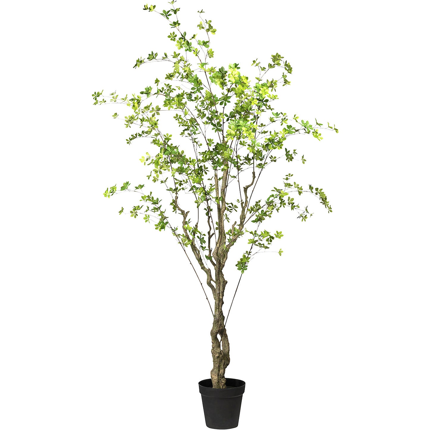 Louisiana tree, in a plastic pot, with PU stalk, height 2400 mm.