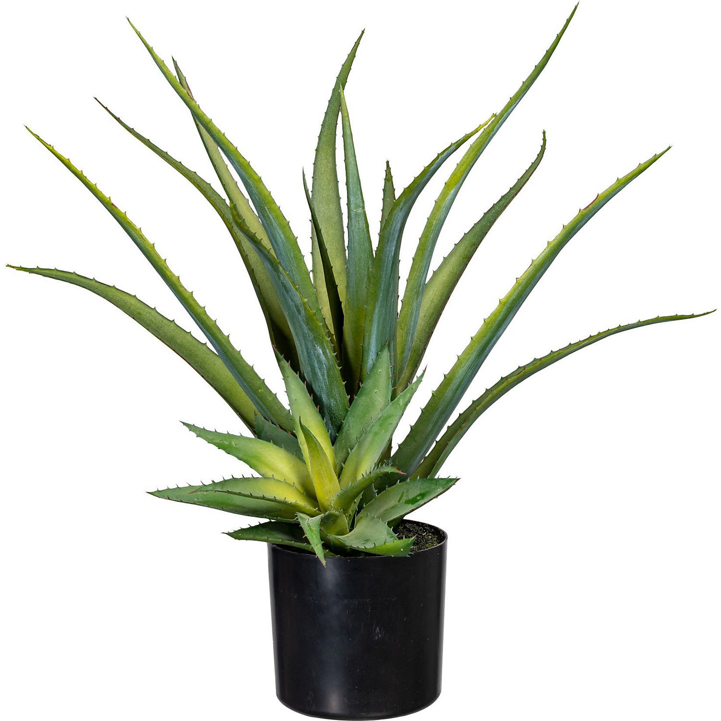 Aloe, in a plastic pot with earth, height approx. 480 mm.