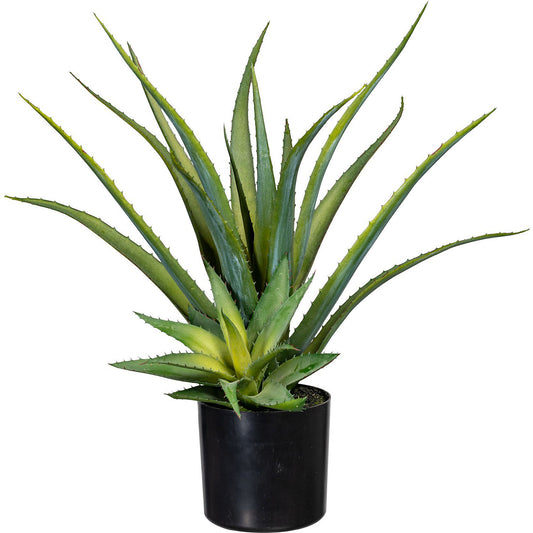 Aloe, in a plastic pot with earth, height approx. 480 mm.