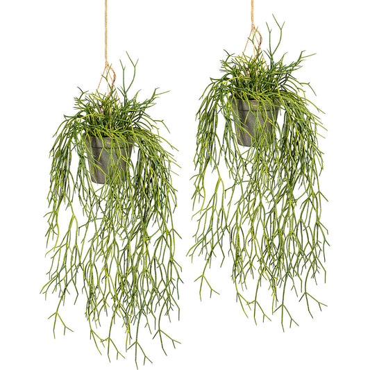 Hanging rhipsalis, pack of 2, length approx. 600 mm, plastic hanging pot 100 x 100 mm.