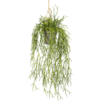 Hanging rhipsalis, pack of 2, length approx. 600 mm, plastic hanging pot 100 x 100 mm.
