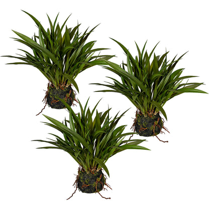 Chinese silver grass, in a moss ball with roots, pack of 3, height approx. 350 mm.