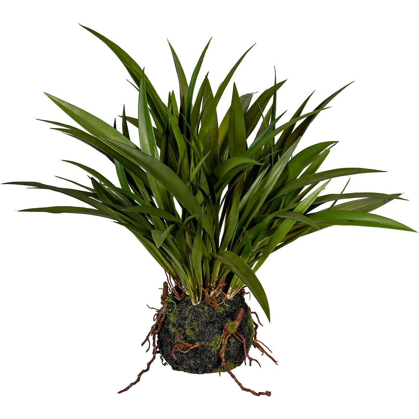Chinese silver grass, in a moss ball with roots, pack of 3, height approx. 350 mm.