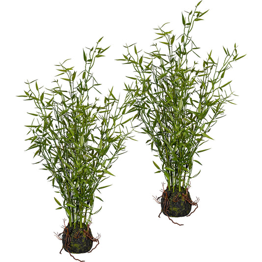 Bamboo mini leaf, pack of 2, height approx. 600 mm, in moss ball with roots.