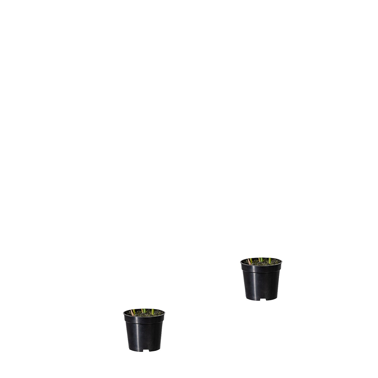 Potted palm, pack of 2, height approx. 700 mm, in a plastic pot with earth.
