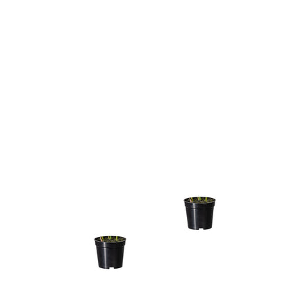 Potted palm, pack of 2, height approx. 700 mm, in a plastic pot with earth.