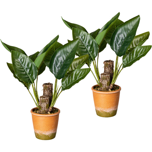 Canna leafy plant, pack of 2, in a paper pot with gravel, height approx. 450 mm.