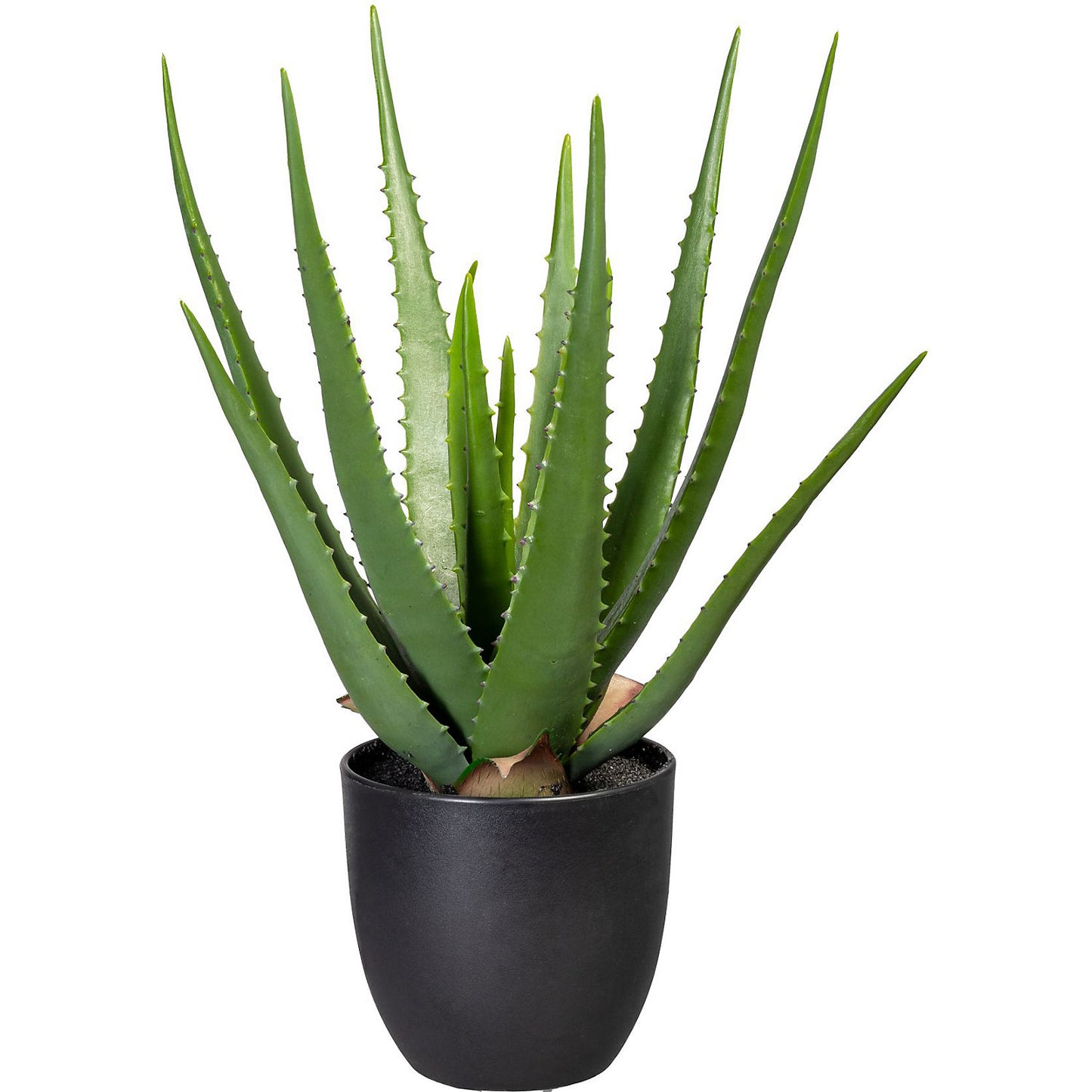 Green aloe, in a plastic pot, height approx. 470 mm.