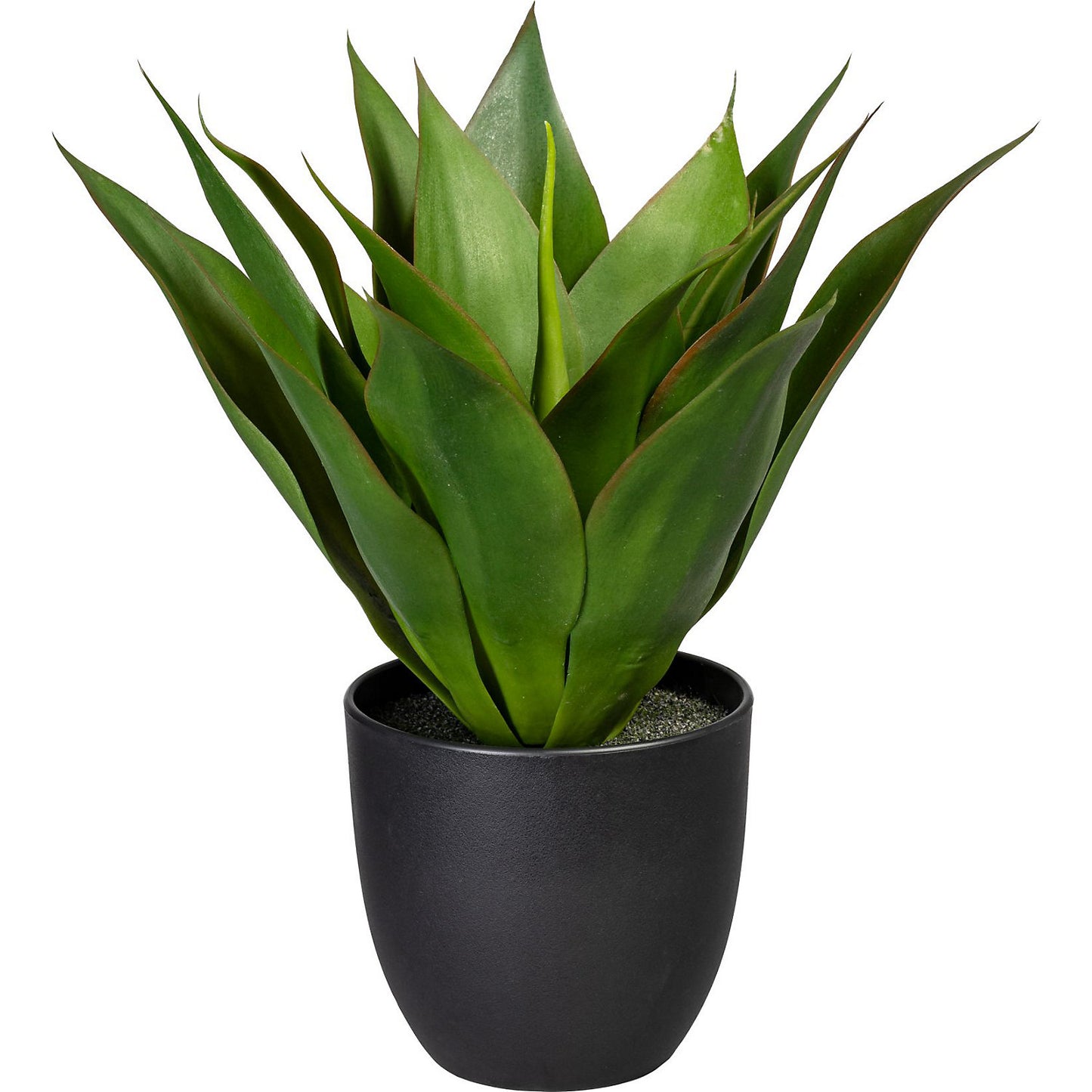 Agave, height approx. 360 mm, in a plastic pot with earth.