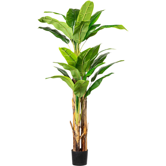 Banana plant, in a plastic pot with earth, height approx. 1800 mm.