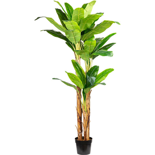 Banana plant, in a plastic pot with earth, height approx. 2400 mm.