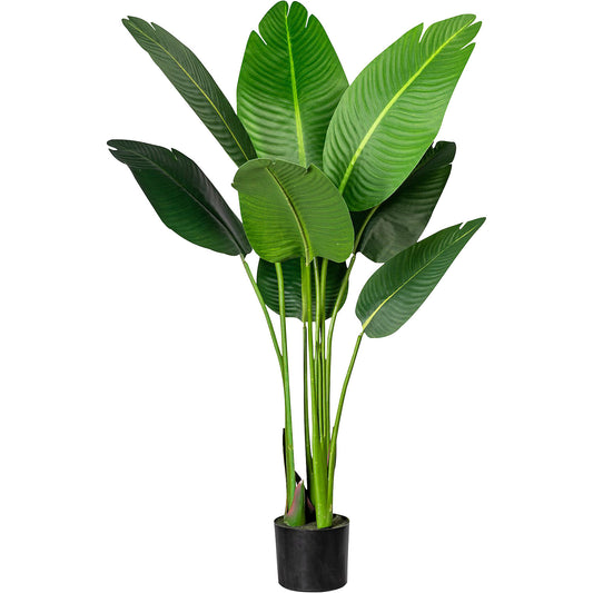 White bird of paradise, in a plastic pot with earth, height approx. 1200 mm.