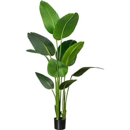 White bird of paradise, in a plastic pot with earth, height approx. 1600 mm.