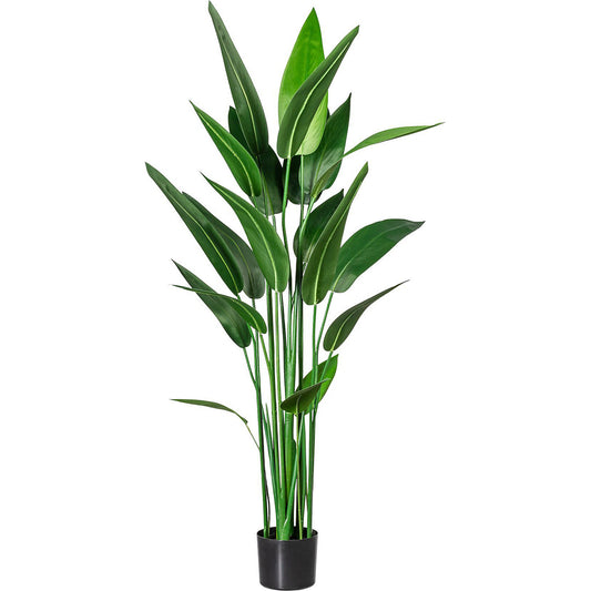 Hardy canna, in a plastic pot with earth, height approx. 1400 mm.