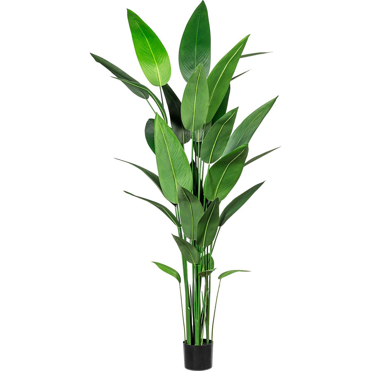 Hardy canna, in a plastic pot with earth, height approx. 2100 mm.