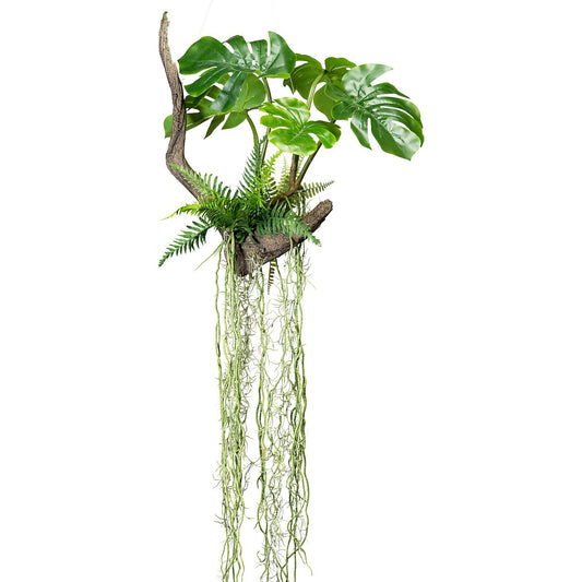 Swiss cheese plant on roots, 500 x 500 mm, height 1600 mm, with fern and aerial roots.