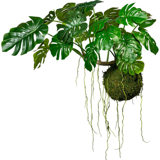 Swiss cheese plant on a ball of moss, Ø 280 mm, HxW 800 x 1200 mm, with wire to hang it up.