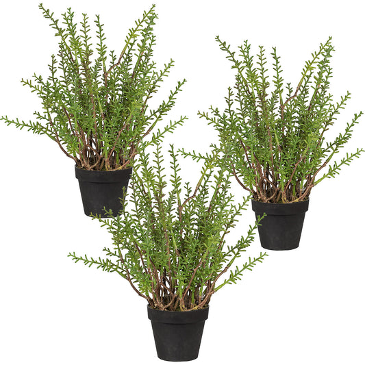 Lemon thyme, pack of 3, in a plastic pot, height approx. 240 mm.