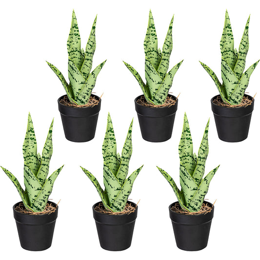 Mini sanseveria, pack of 6, height approx. 270 mm, green grey, in a plastic pot.