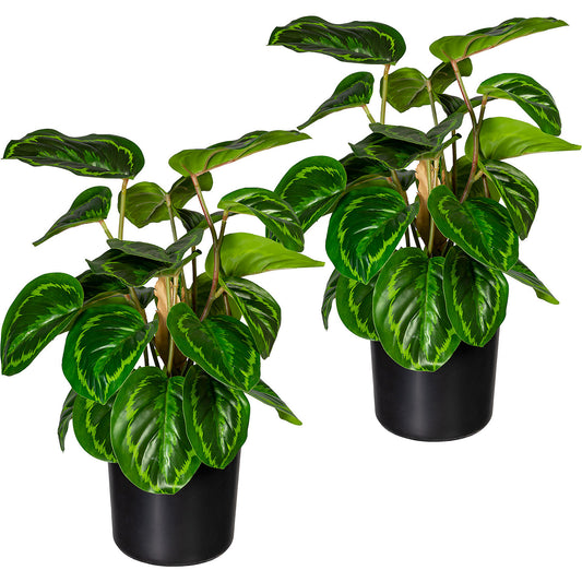 Maranta, pack of 2, height 450 mm, in a plastic pot with earth.