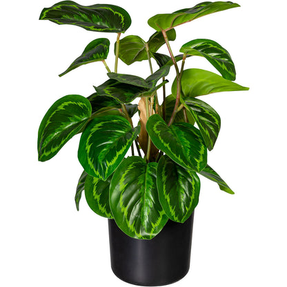 Maranta, pack of 2, height 450 mm, in a plastic pot with earth.