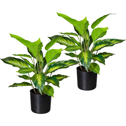 Dieffenbachia, pack of 2, height 450 mm, in a plastic pot with earth.