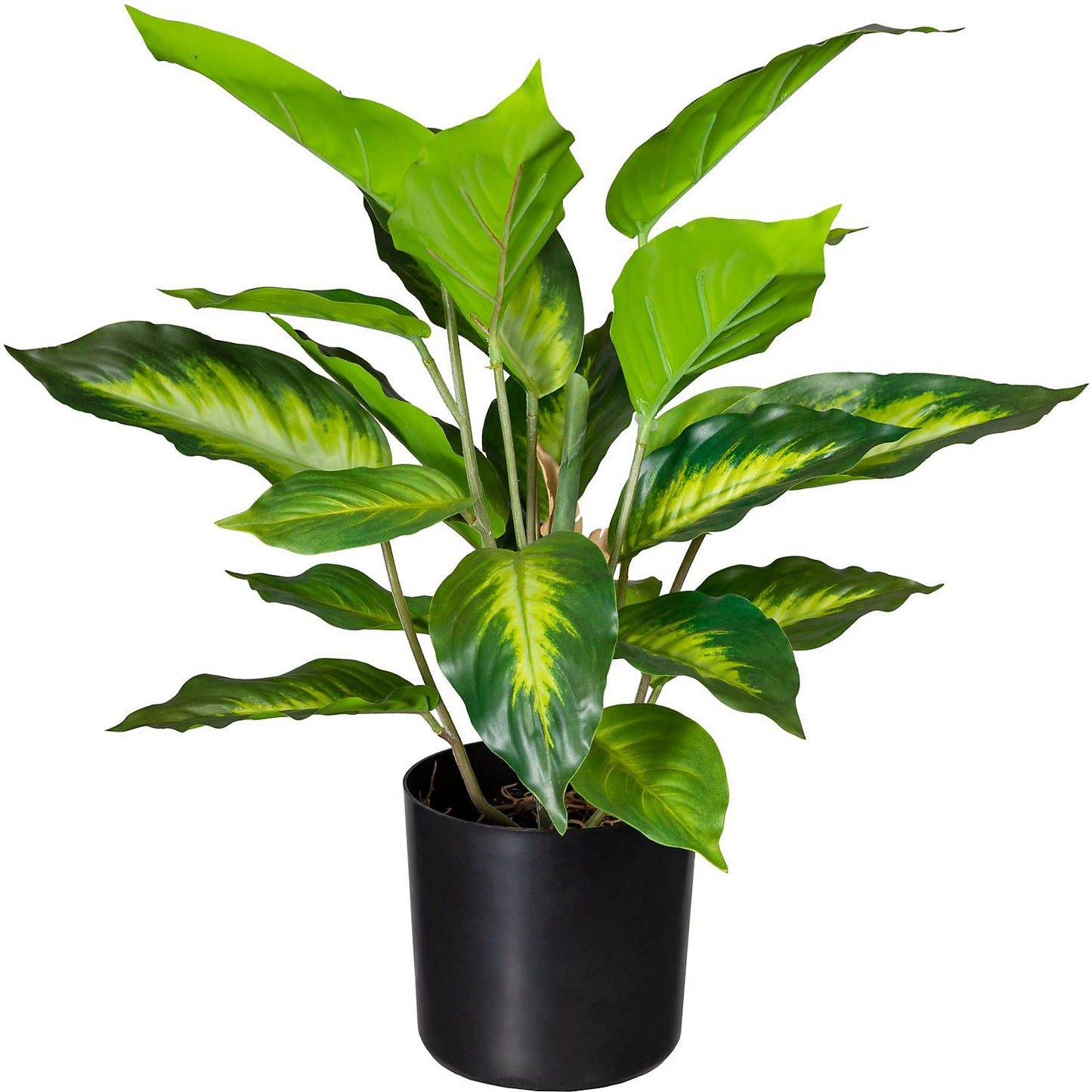 Dieffenbachia, pack of 2, height 450 mm, in a plastic pot with earth.