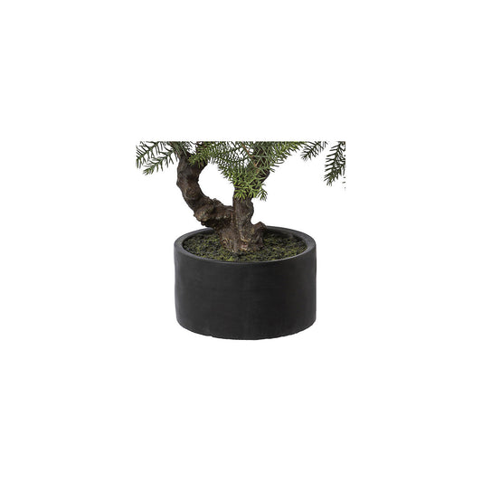 Bonsai Norfolk Island pine, ceramic pot, height 73 cm.