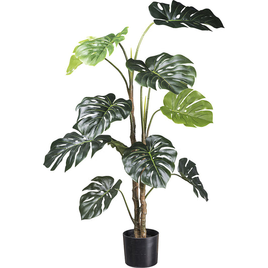 Swiss cheese plant, plastic pot, height 1400 mm.