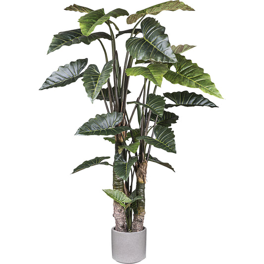 Taro plant, cement pot, height 2600 mm.