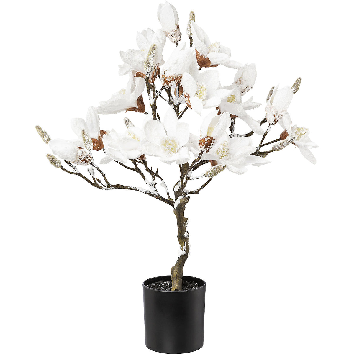 Magnolia tree, snow covered, in a plastic pot, white, overall height 580 mm.