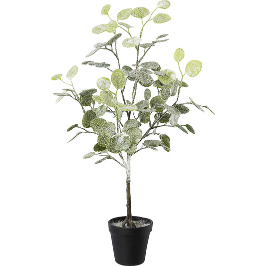 Eucalyptus in a pot, frosted, pack of 3, overall height 580 mm.