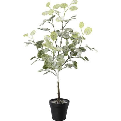 Eucalyptus in a pot, frosted, pack of 3, overall height 580 mm.