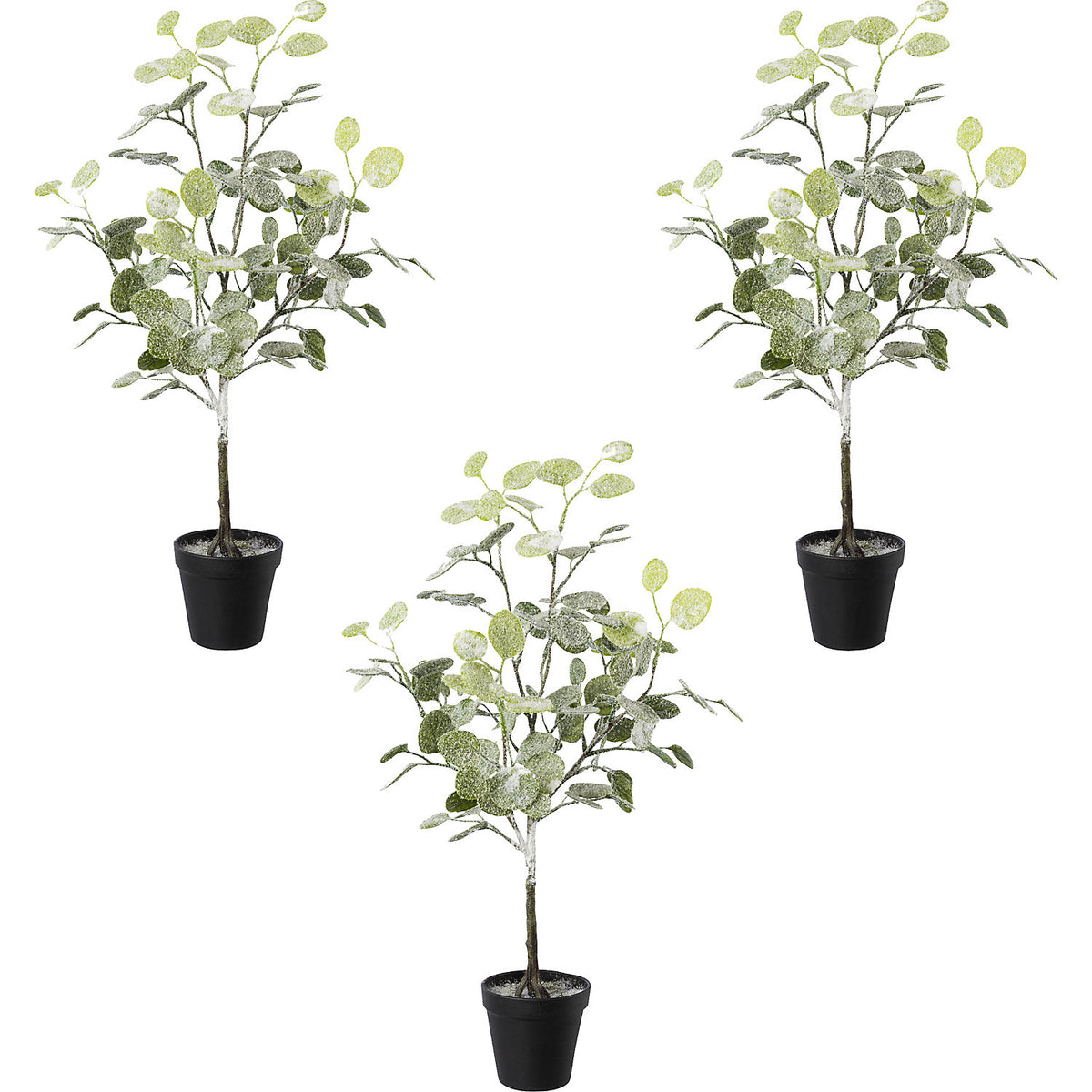 Eucalyptus in a pot, frosted, pack of 3, overall height 580 mm.