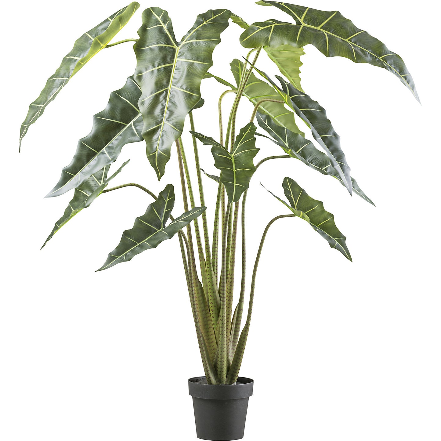 Alocasia zebrina sarian, plastic pot, height 1600 mm.