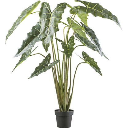 Alocasia zebrina sarian, plastic pot, height 1600 mm.