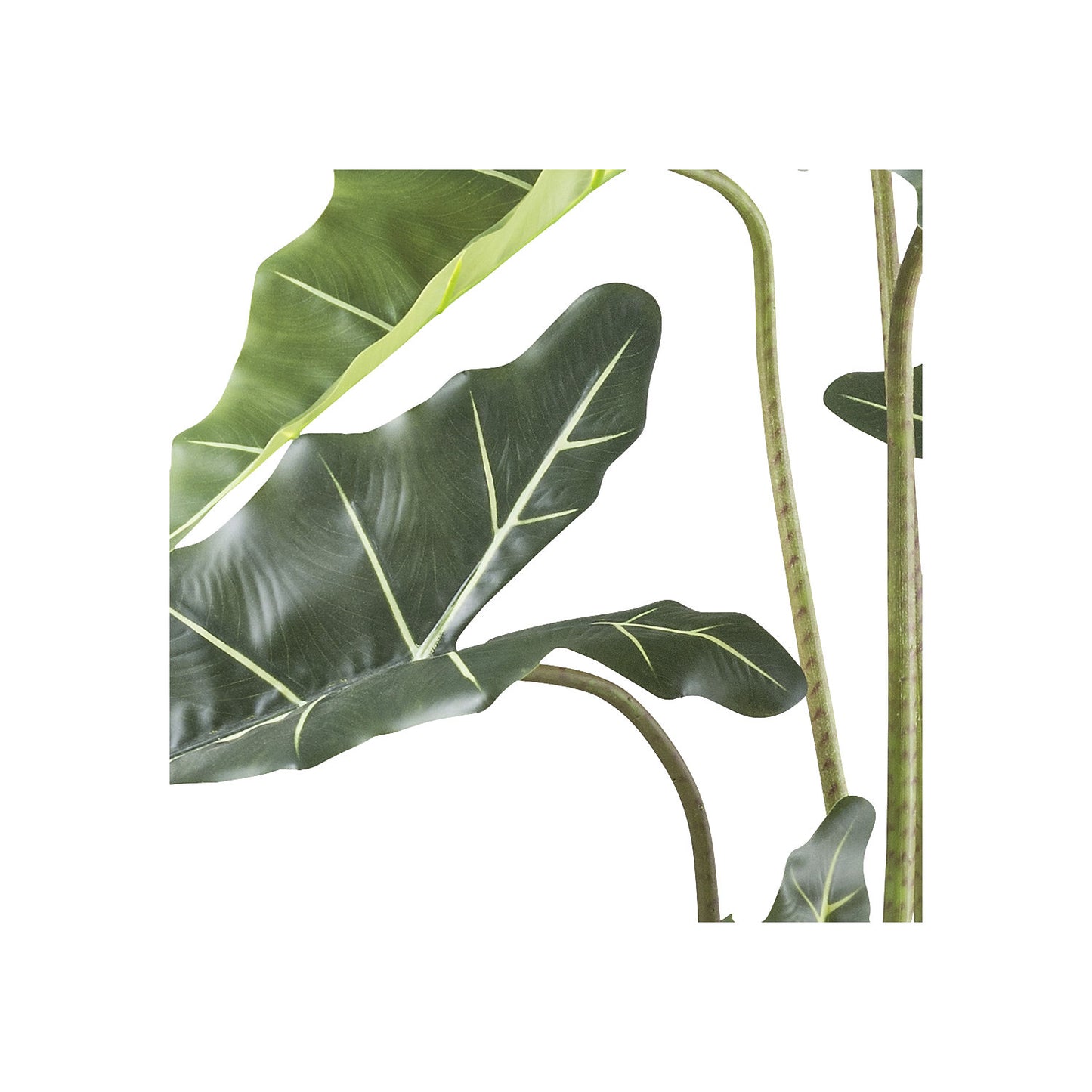 Alocasia zebrina sarian, plastic pot, height 1300 mm.