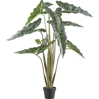 Alocasia zebrina sarian, plastic pot, height 1300 mm.