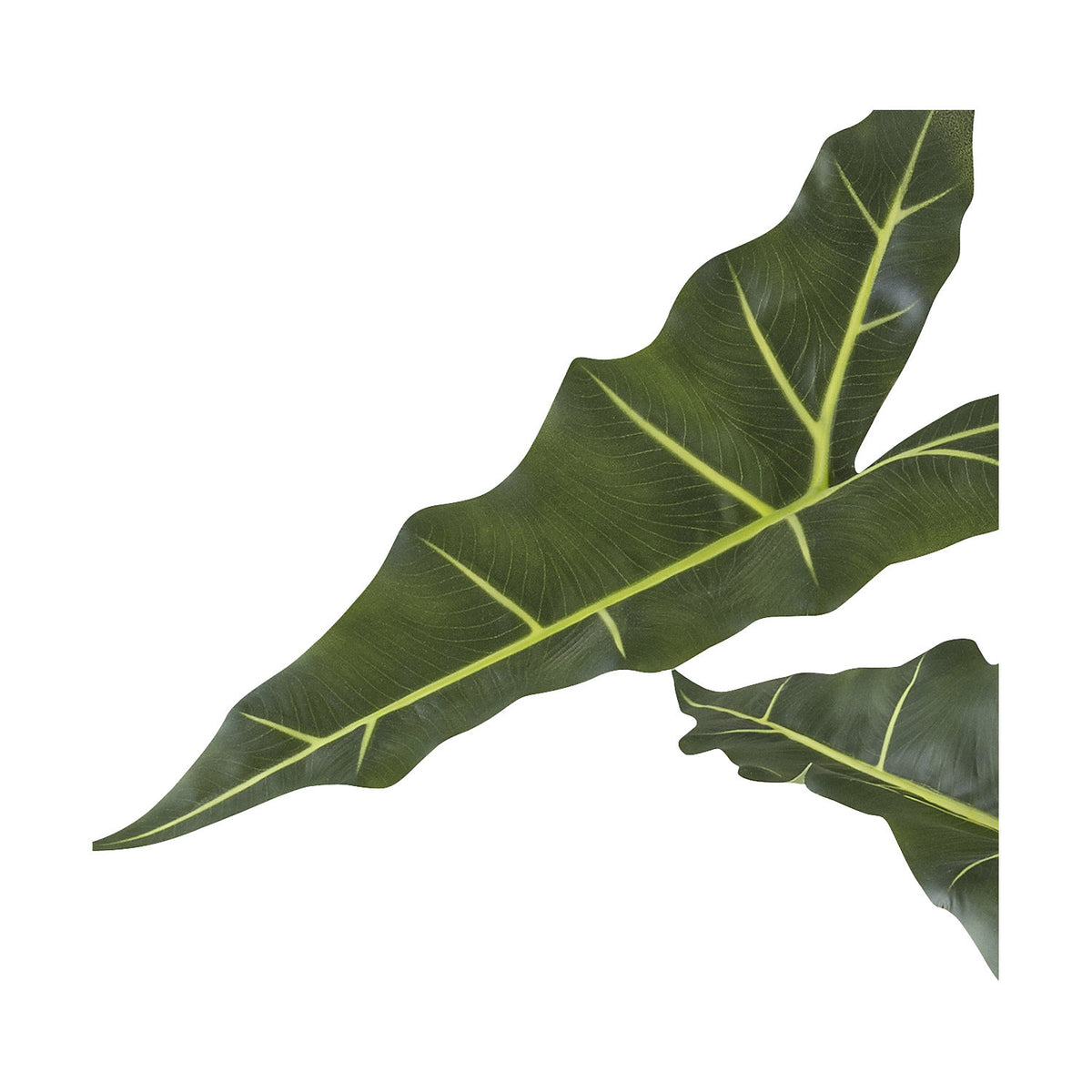 Alocasia zebrina sarian, plastic pot, height 1000 mm.