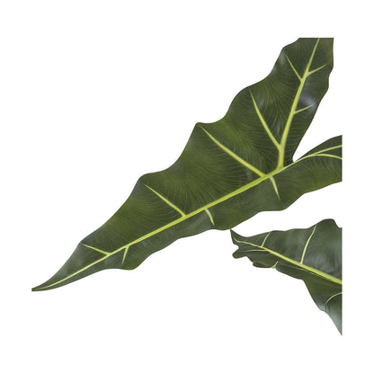 Alocasia zebrina sarian, plastic pot, height 1000 mm.