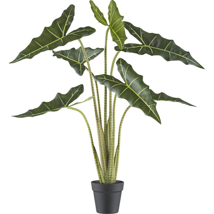 Alocasia zebrina sarian, plastic pot, height 1000 mm.