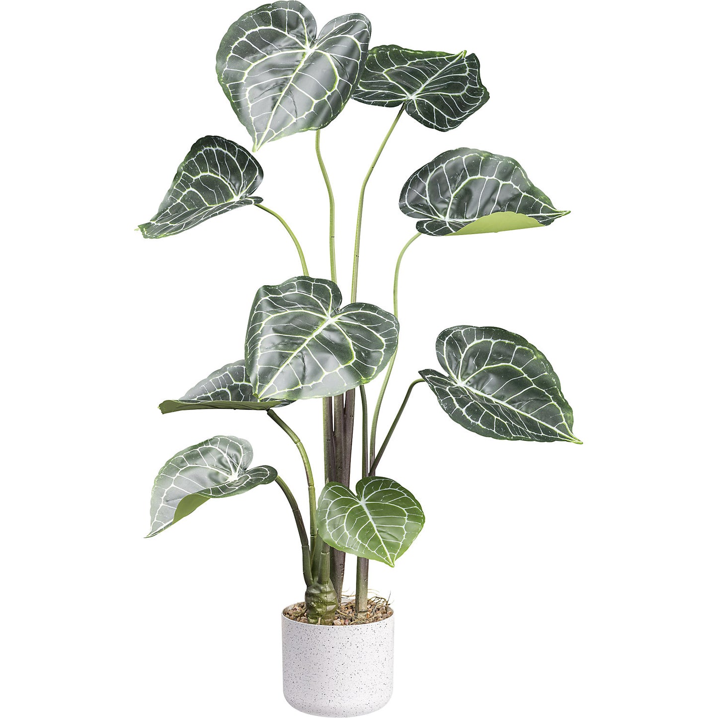 Anthurium clarinervium, melamine pot, height 1000 mm.