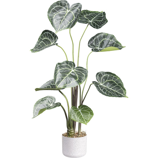 Anthurium clarinervium, melamine pot, height 1000 mm.