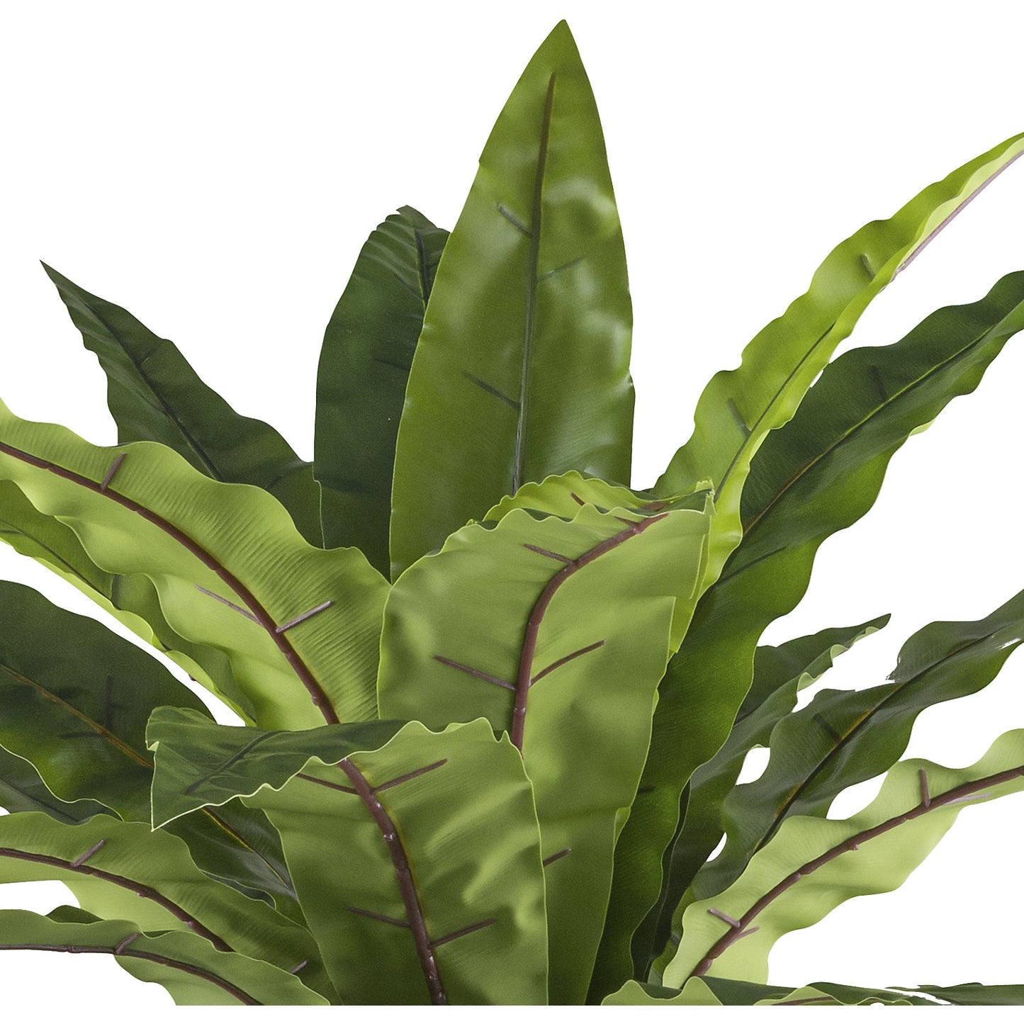 Asplenium, metal pot, height 1050 mm.