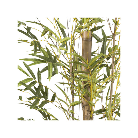 Bambus vulgaris, plastic pot, height 2200 mm.